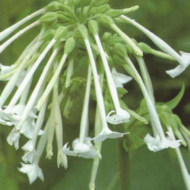Flowering Tobacco - Nicotiana